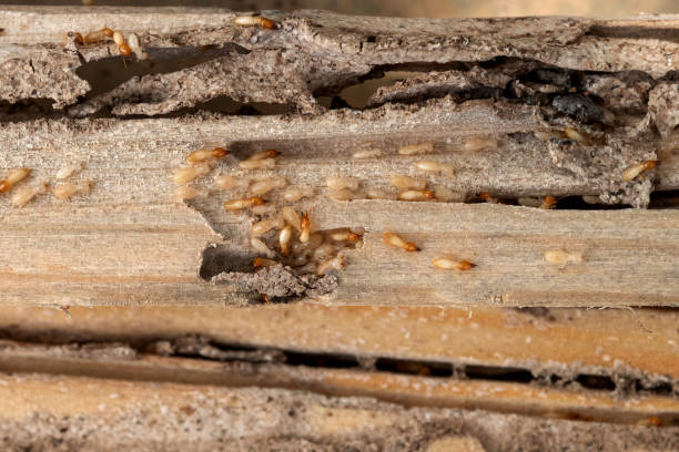 Best Local Pest Control Services  in Hales Corners, WI